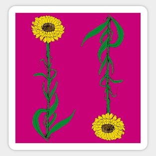 Australian Everlasting Daisy Sticker